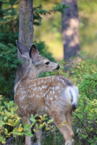 The Complete Grand Teton Wildlife Viewing Guide | Park Ranger John