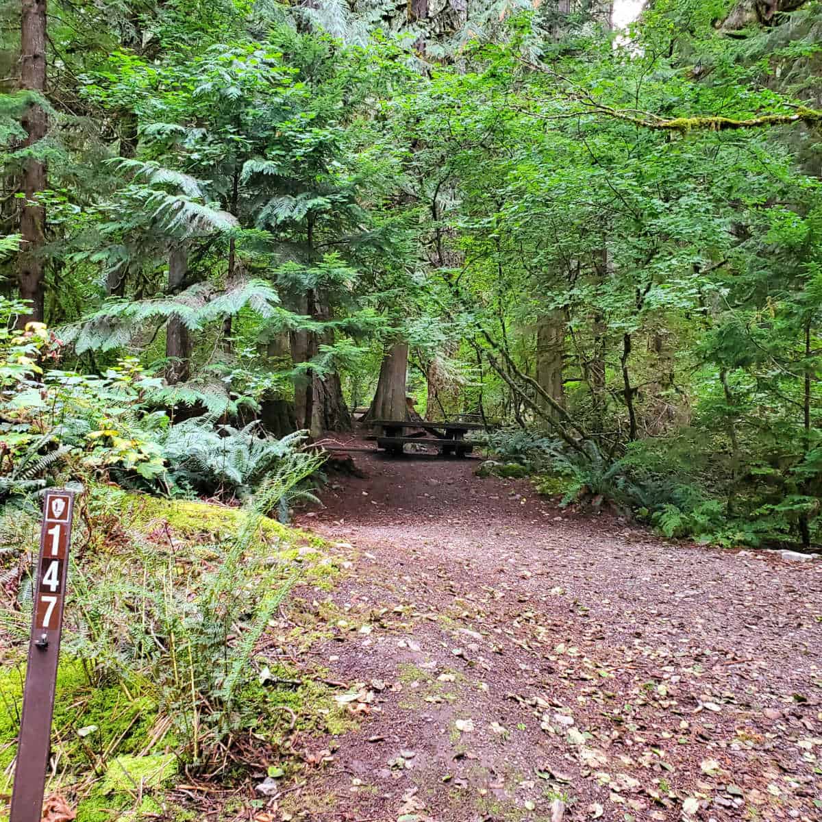 Campsite 147 Colonial Creek Campground North Cascades National Park