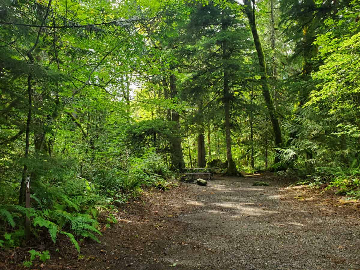 Campsite 4 Goodell Creek Campground North Cascades National Park