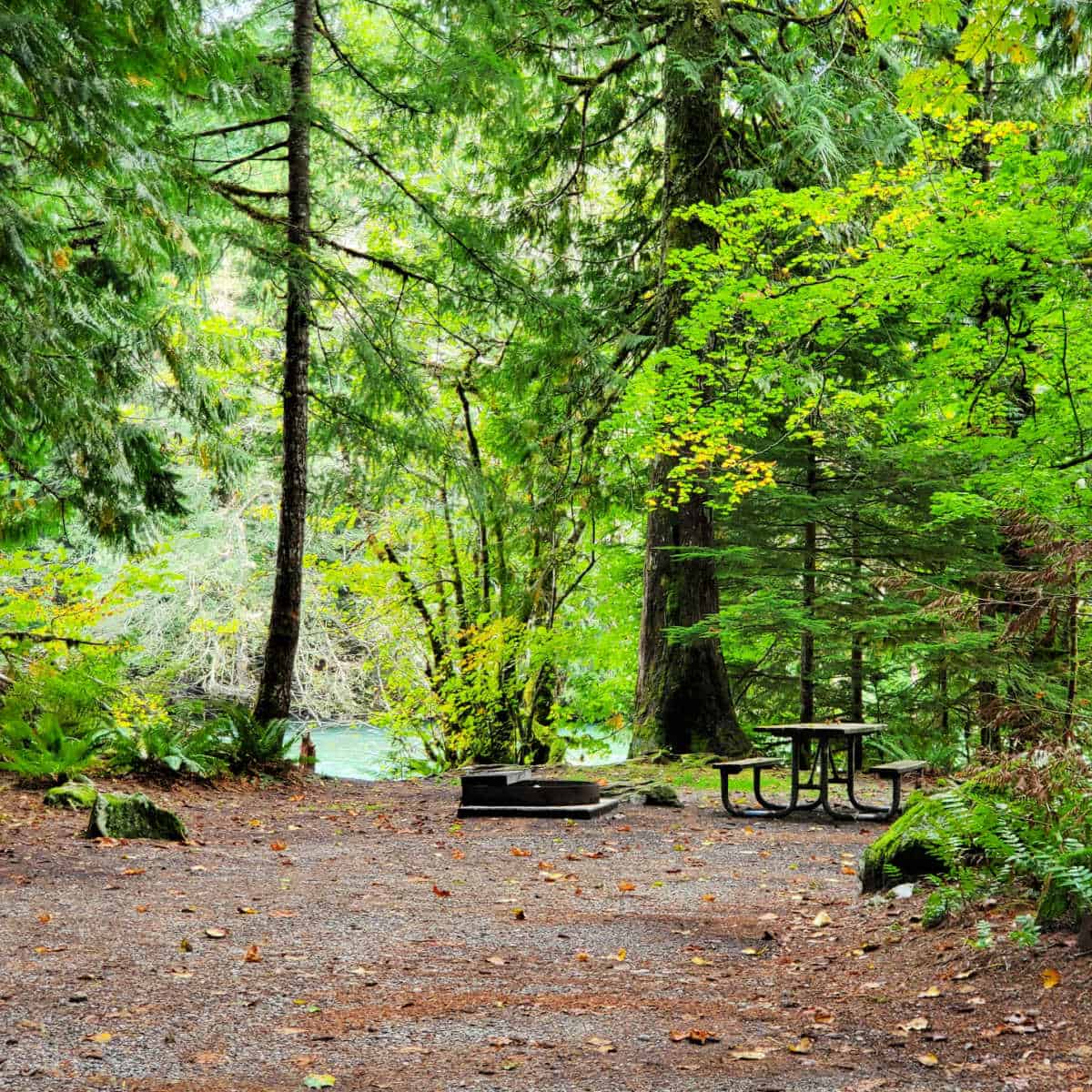 Campsite at Goodell Creek Campground North Cascades National Park