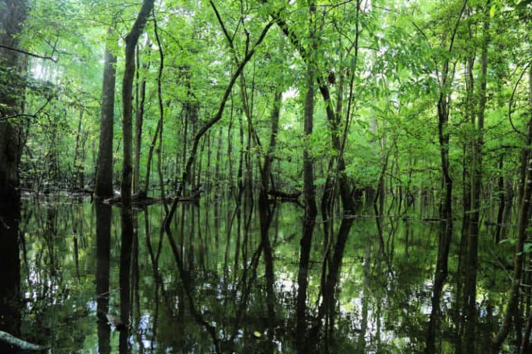 Congaree National Park - Epic Guide 2023 | Park Ranger John