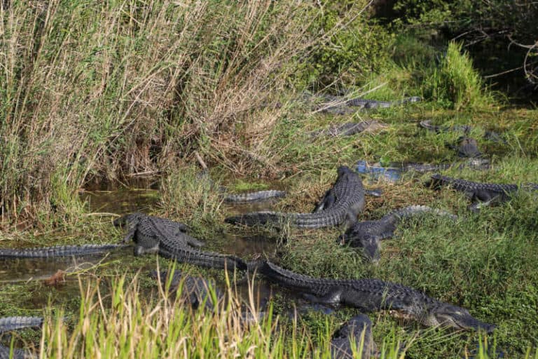 Everglades National Park - Epic Guide 2022 | Park Ranger John