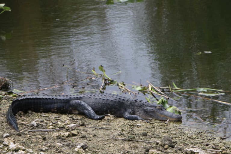 Everglades National Park - Epic Guide 2022 | Park Ranger John