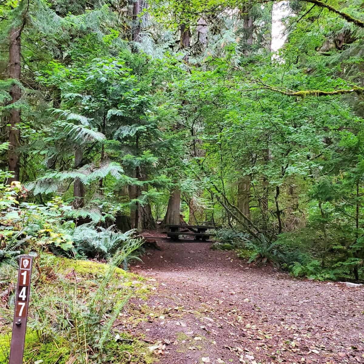 Campsite in Colonial Creek Campground North Cascades National Park