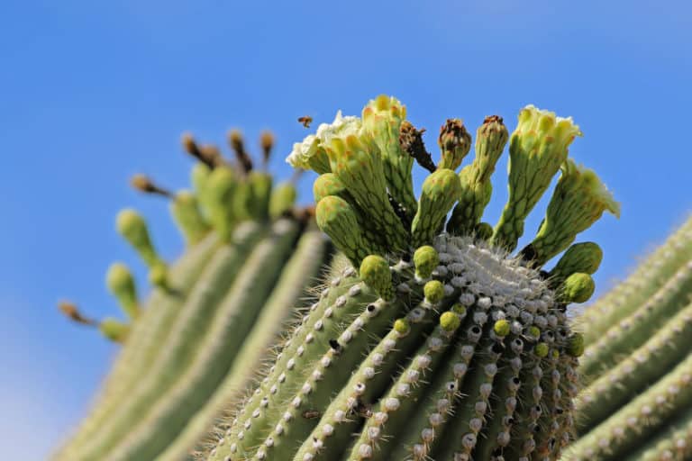 Saguaro National Park - Epic Guide 2023 | Park Ranger John