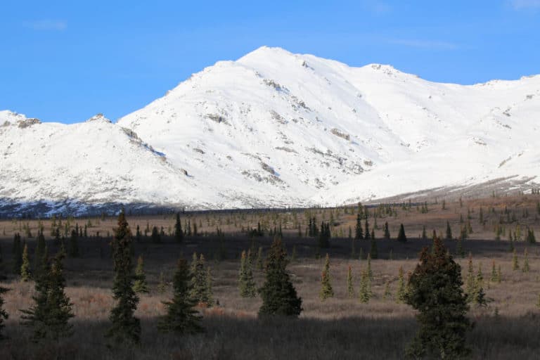 Denali National Park - Epic Guide 2023 | Park Ranger John