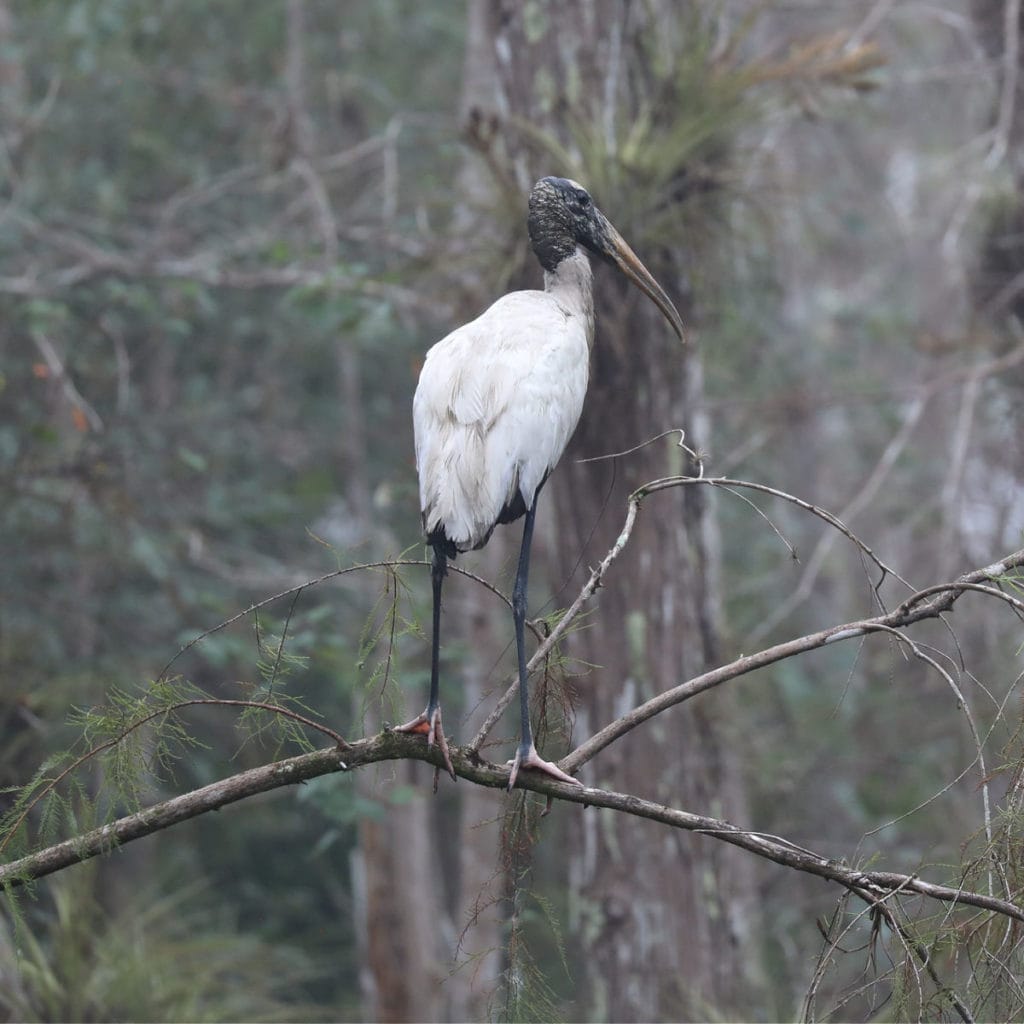 Wood Stork at Big Cypress National Preserve