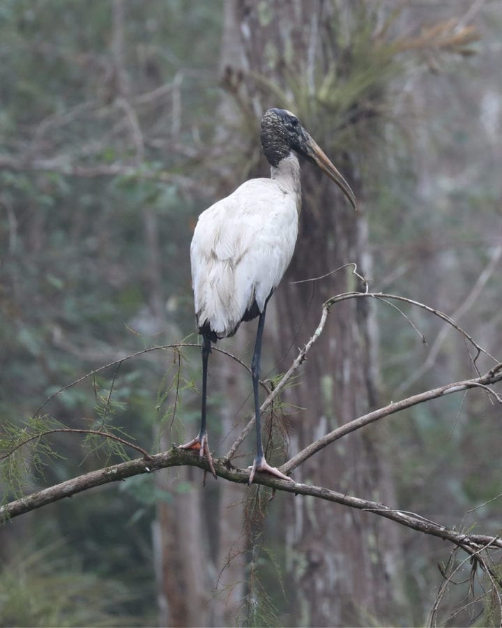 Wood Stork at Big Cypress National Preserve