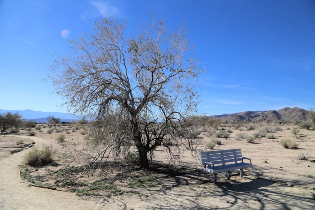 Bajada Nature Trail with bench in Joshua Tree National Park