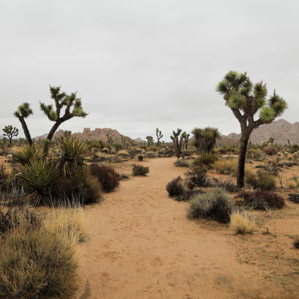 Boy Scout Trail Joshua Tree National Park