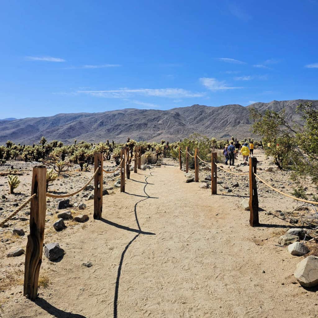 Cholla Cactus Garden Trail Joshua tree NP California