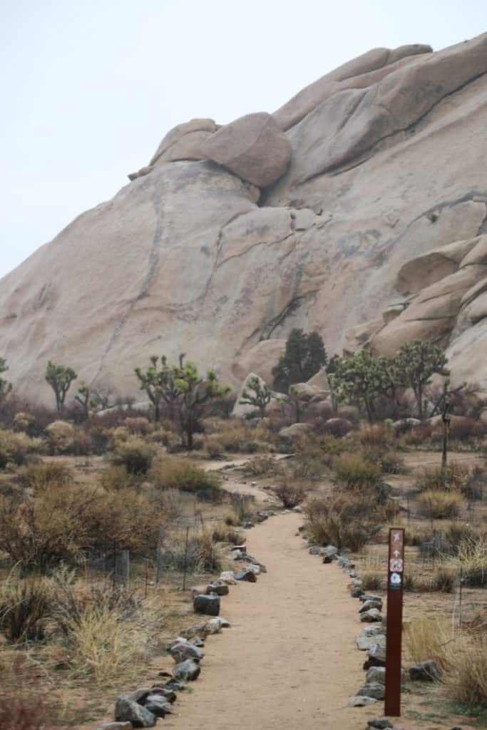 Lost Horse Mine Trail Joshua Tree National Park