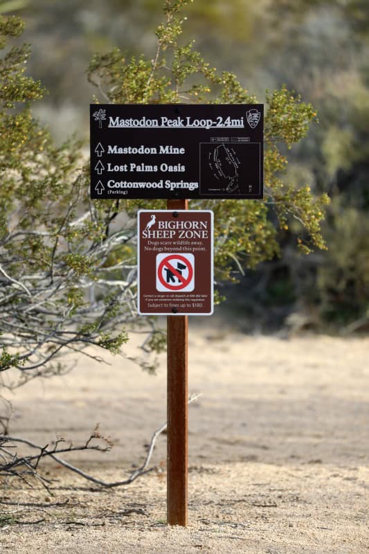 Mastodon Peak Loop Trail Joshua Tree National Park