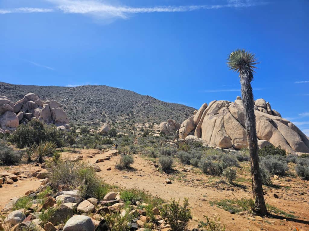 Ryan Mountain Trail Joshua Tree National Park