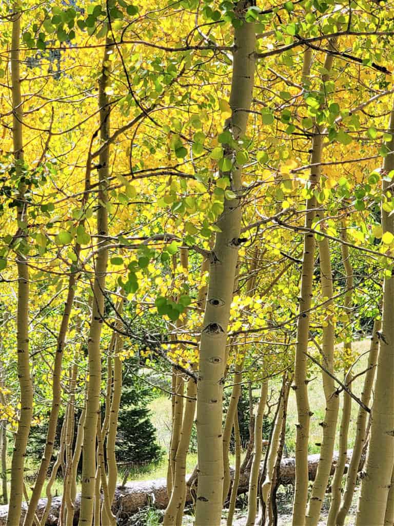 fall leaves at Wheeler Peak Campground Great Basin National Park