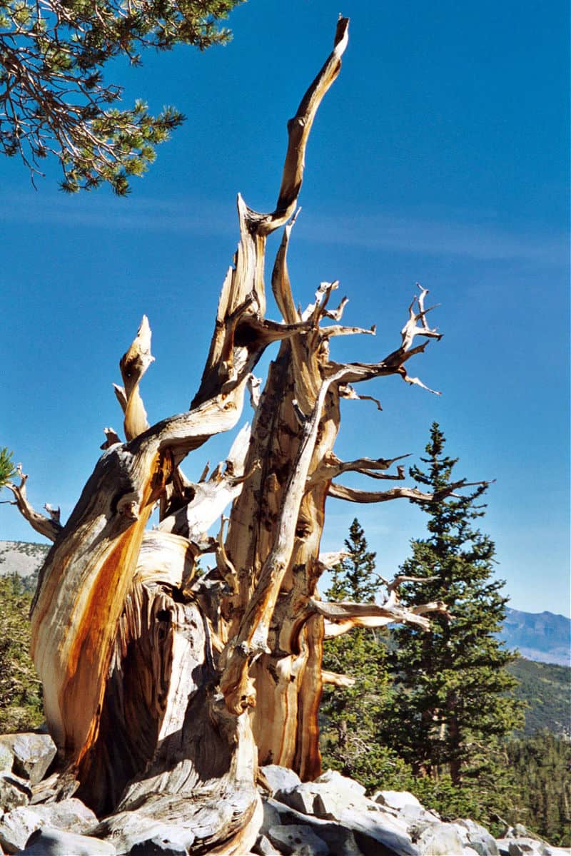 bristlecone pine tree at Great Basin National Park