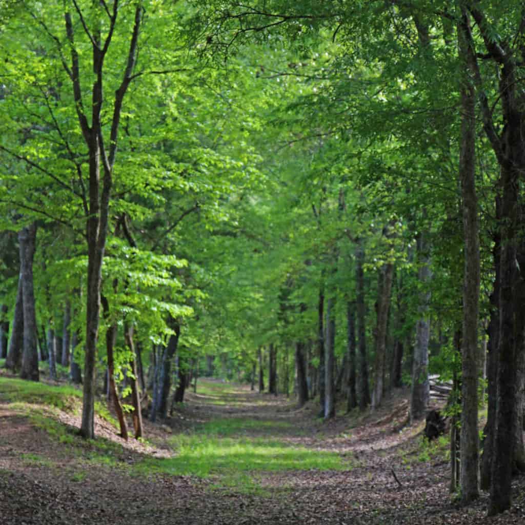 Historic path through a wooded forest