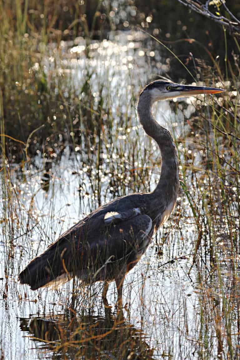 Shark Valley Tram Tours - Everglades National Park 