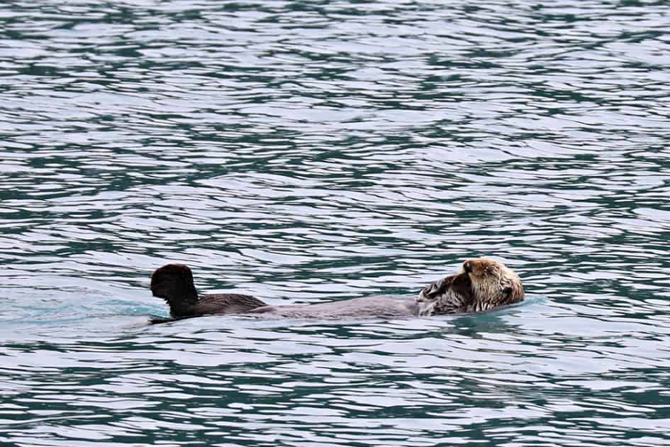 Glacier Bay Boat Tour - Glacier Bay National Park | Park Ranger John