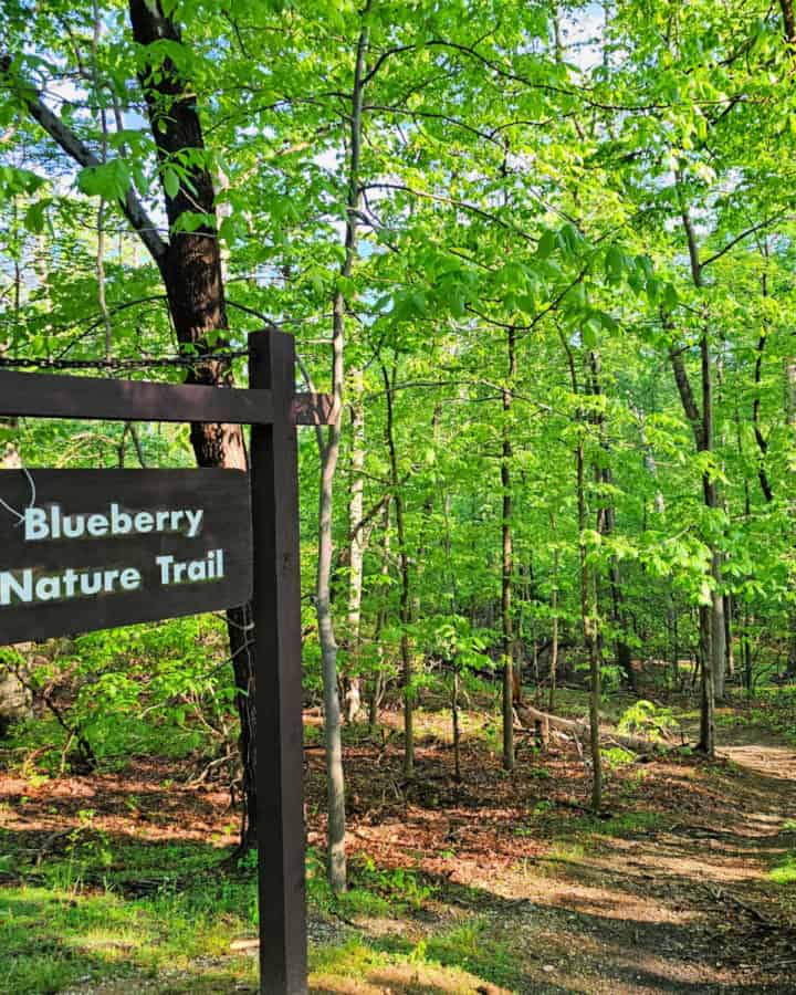 Blueberry Nature Trail at Greenbelt Park Maryland