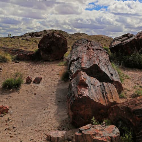 Petrified Forest National Park