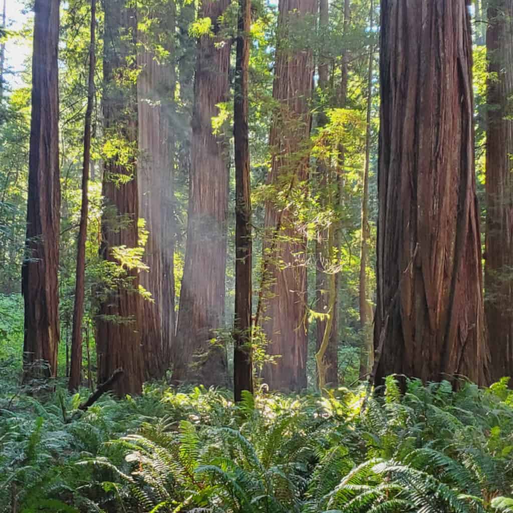 Redwood National Park California