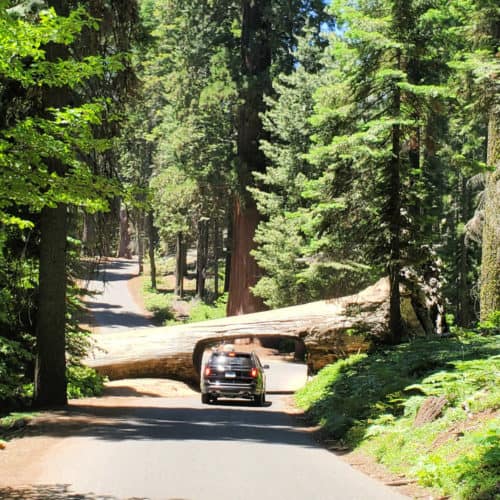 Sequoia National Park California