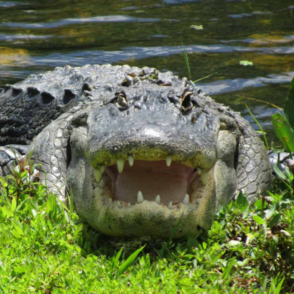 Alligator with its mouth open at Everglades National Park in Florida