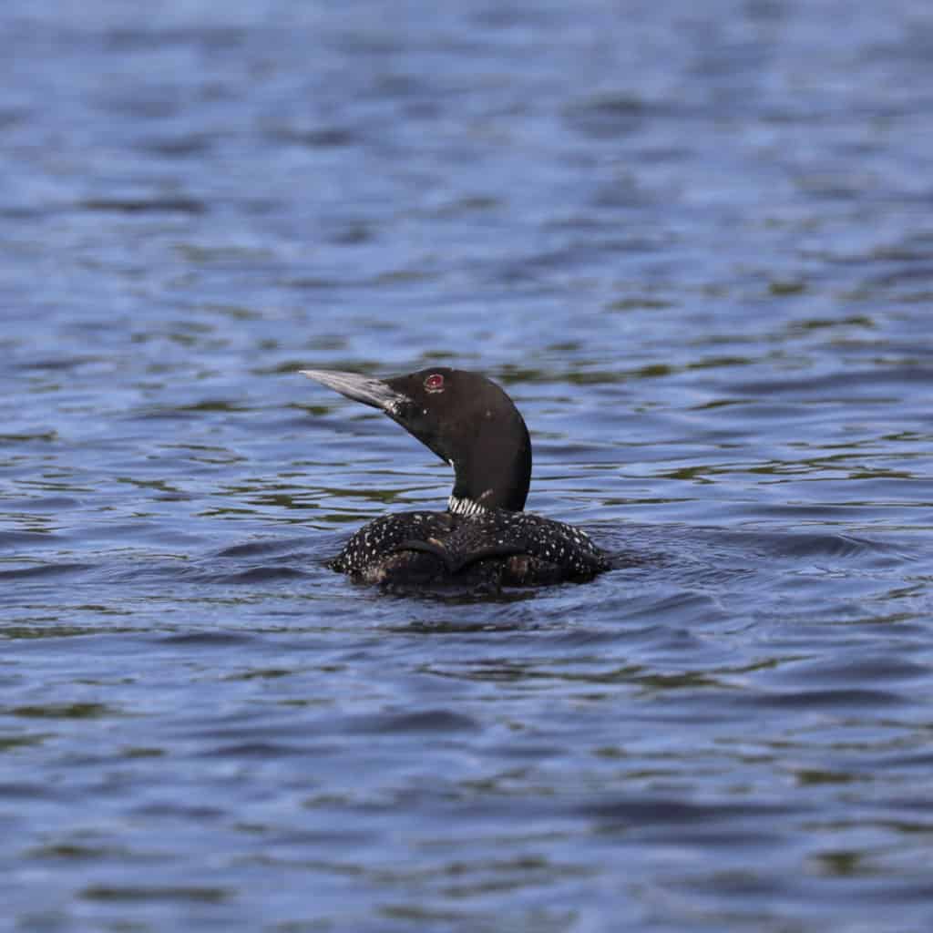 Common Loon at Voyageurs National Park