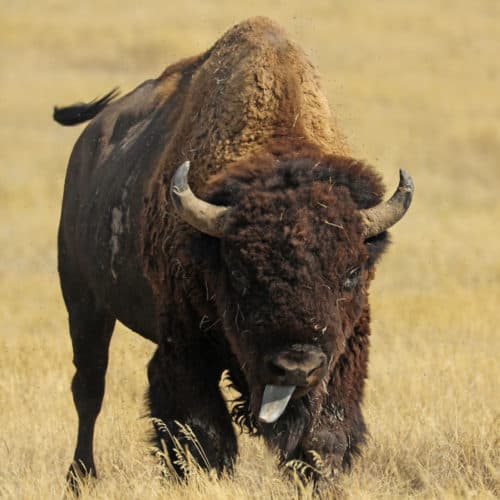 Bison with its tongue sticking out in the grassland prairie of Badlands National Park