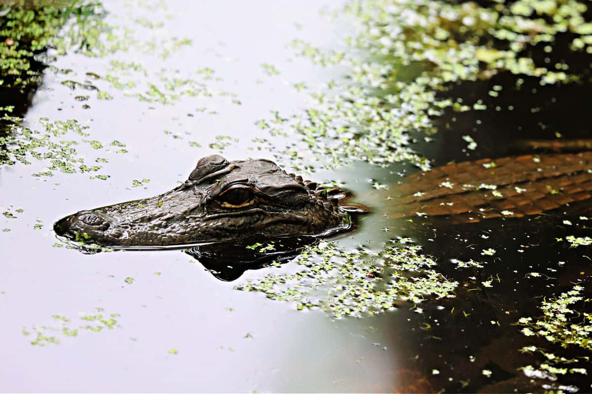 Alligator in swampy water