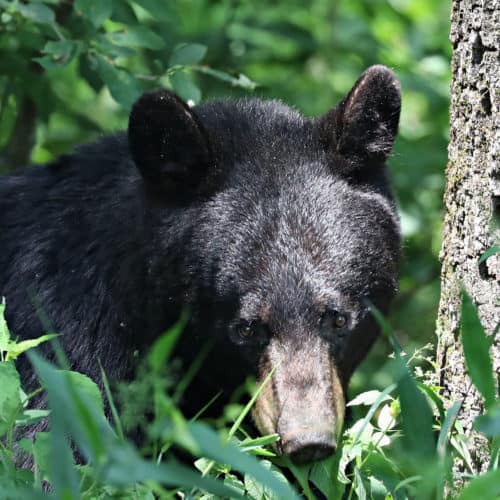 10 Great National Parks in North Carolina | Park Ranger John