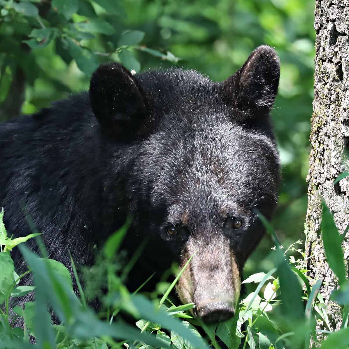 Black Bear at Great Smoky Mountains National Park