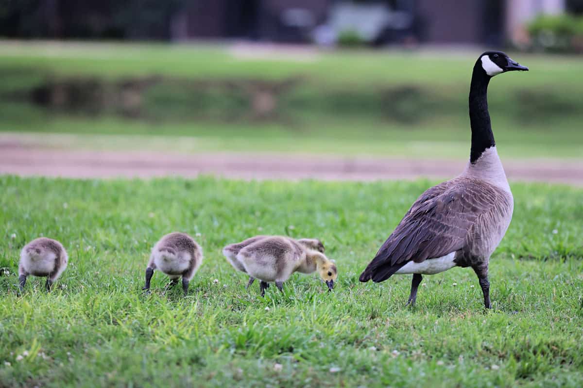 Canada Goose with three goslings
