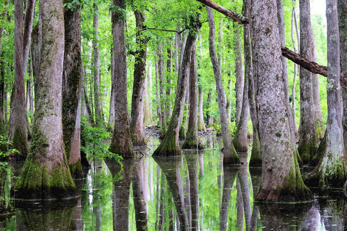 Cypress Swamp reflecting on the water