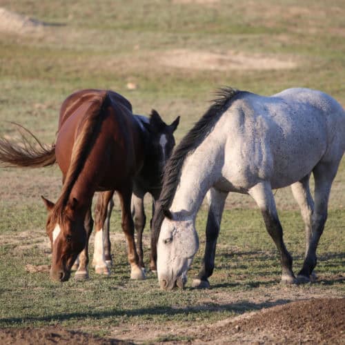 Horses at Theodore Roosevelt National Park North Dakota