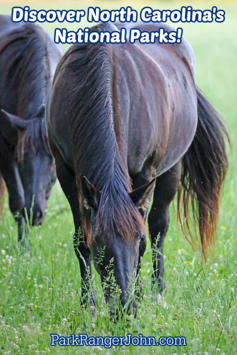 Photo of a horse in Cades Cove in Great Smoky Mountains National Park with text reading "Discover North Carolinas National Parks by ParkRangerJohn.com"