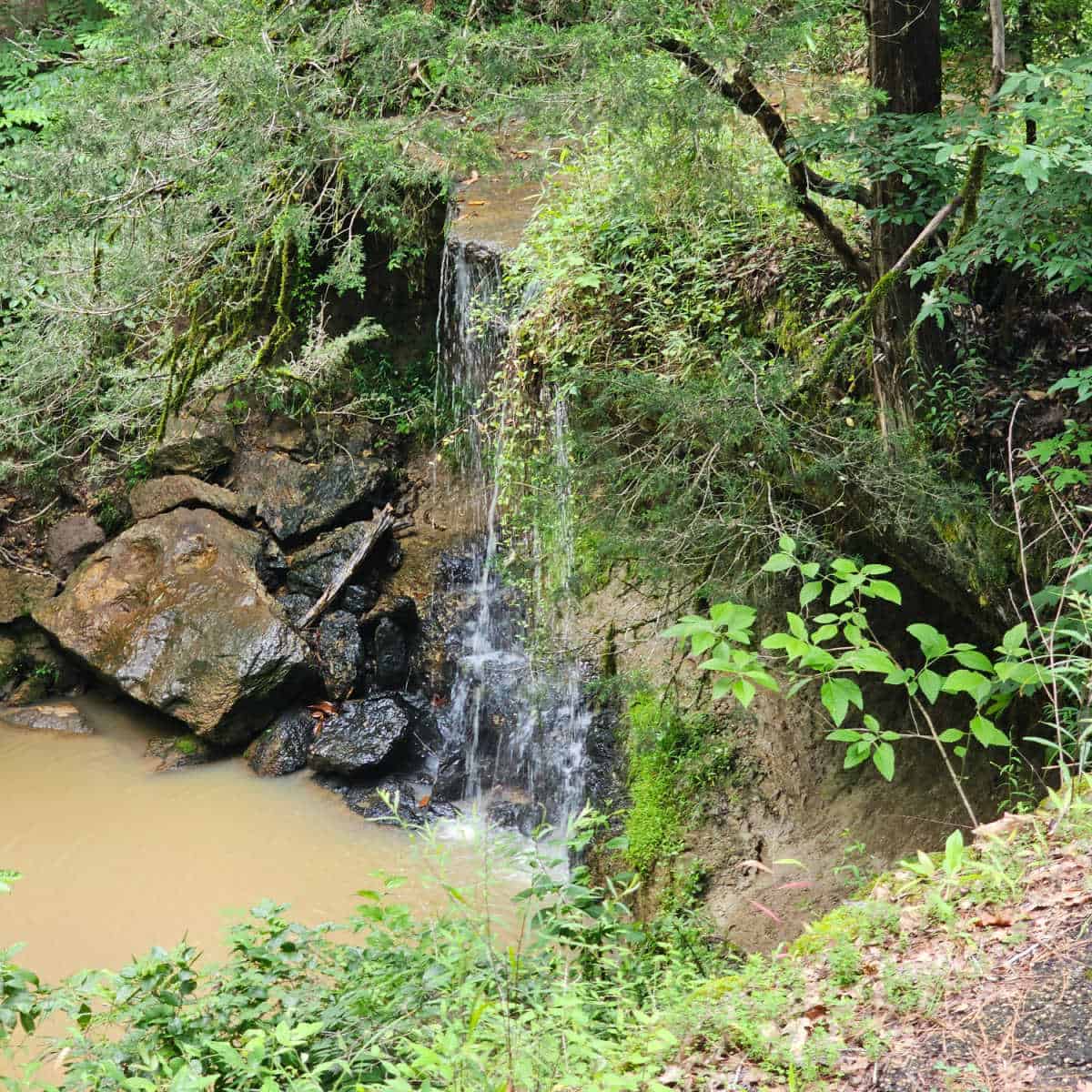 waterfall surrounded by greenery