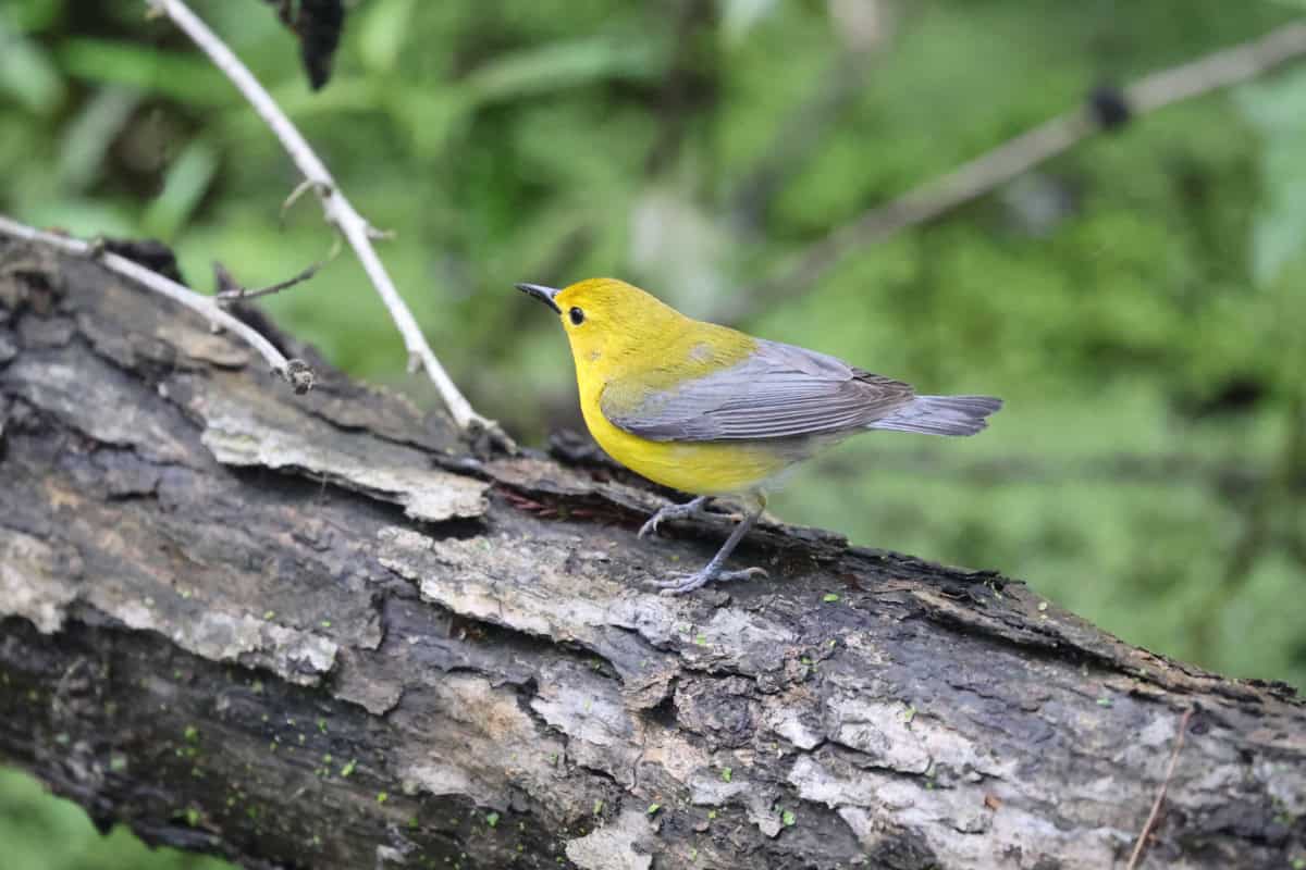 Yellow Prothonotary Warbler on a branch with green leaves in the background