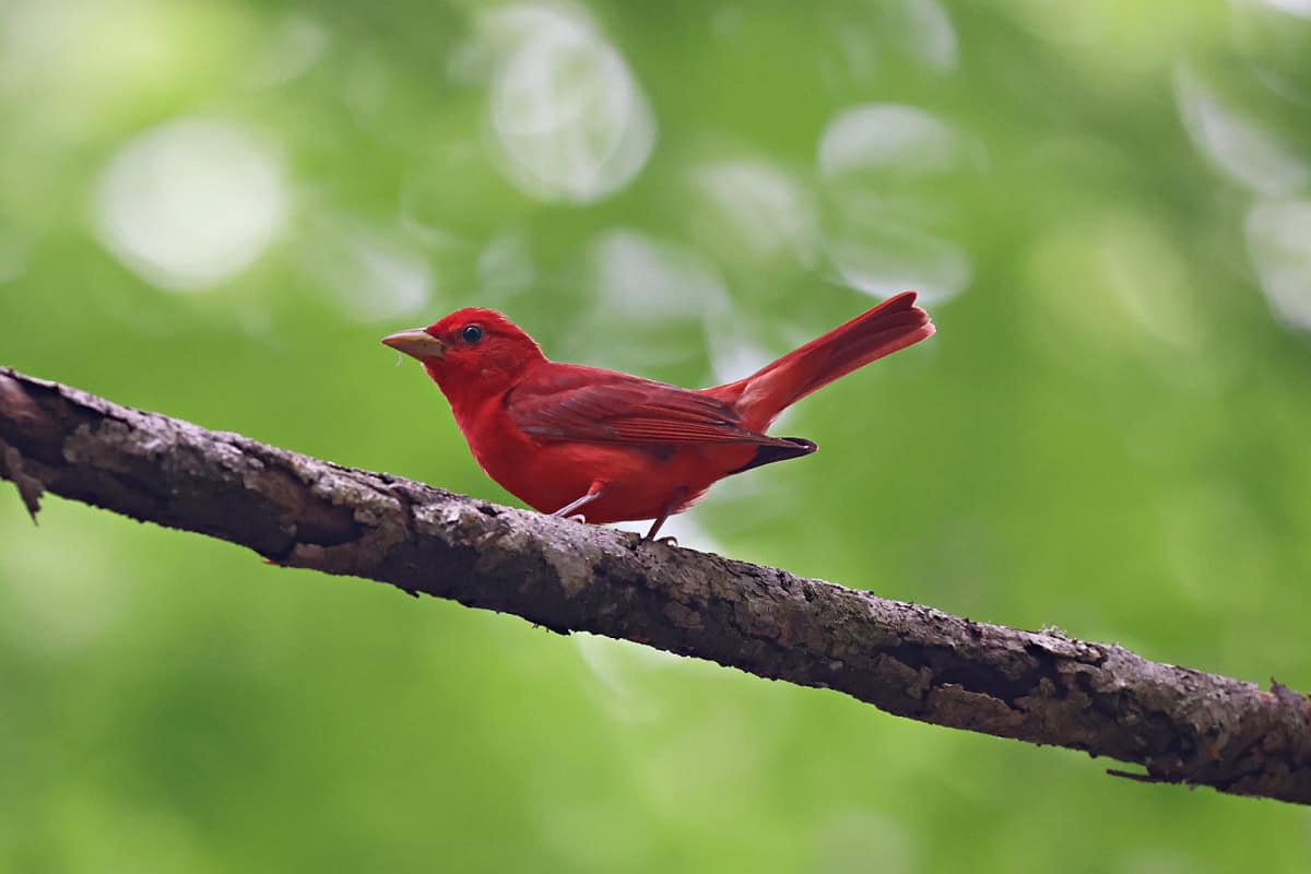 Red tanager on a branch 