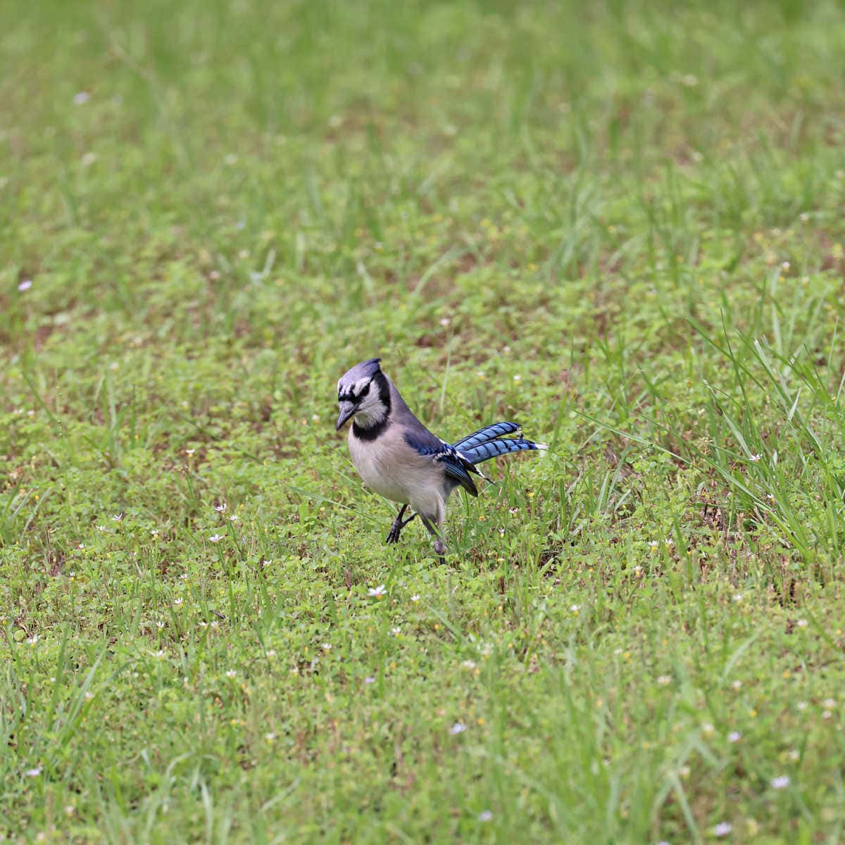 Blue Jay along Natchez Trace parkway