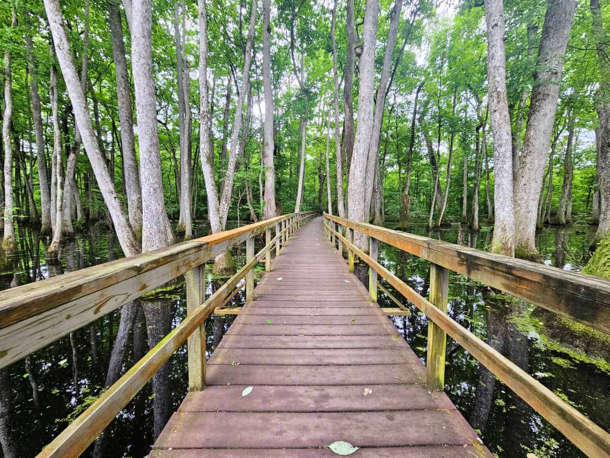 Cypress Swamp along Natchez Trace Parkway