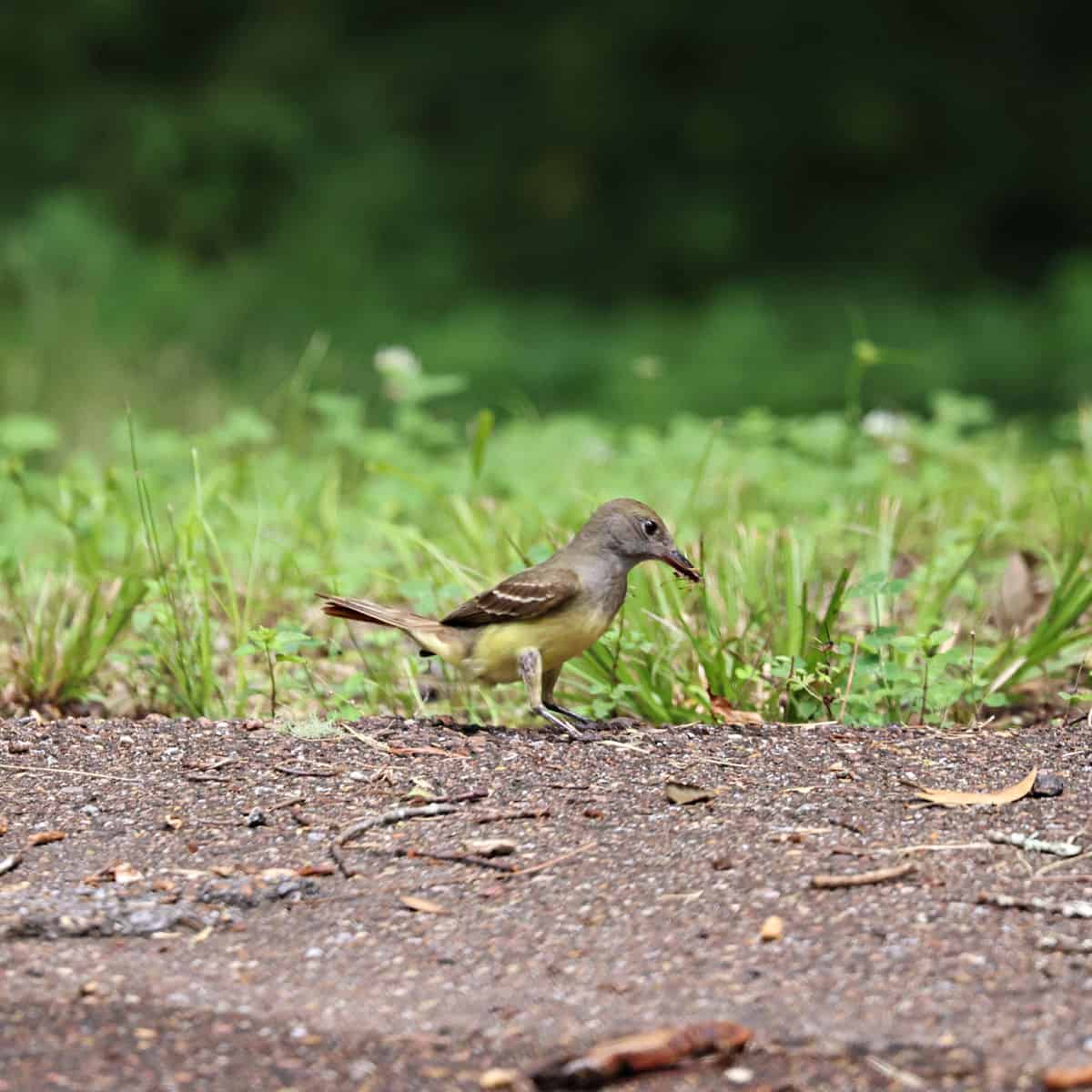 Great Crested Flycatcher at Rocky Springs Campground Natchez Trace Parkway Mississippi