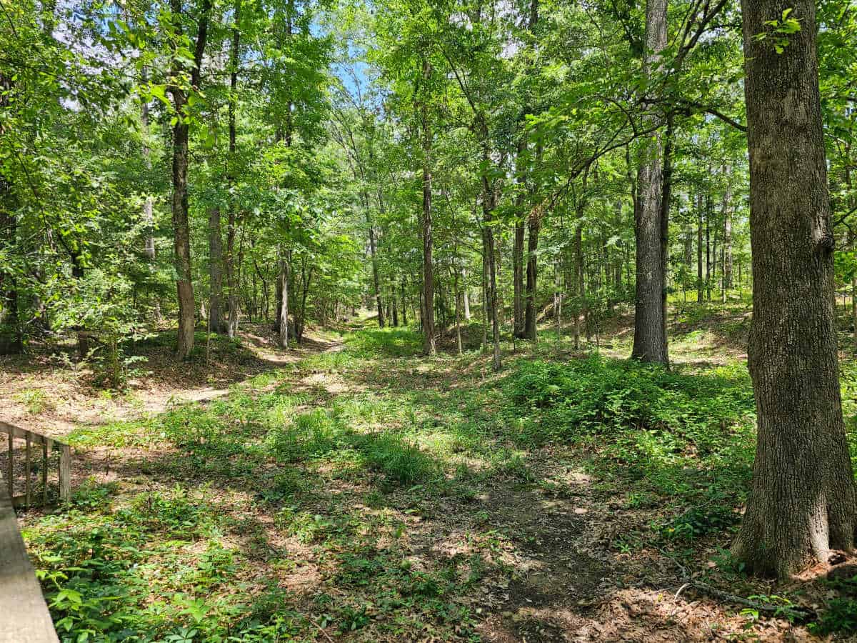 Old Natchez Trace path