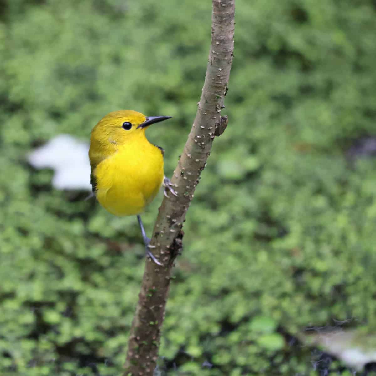 Prothonotary Warbler in Cypress Swamp along the Natchez Trace Parkway