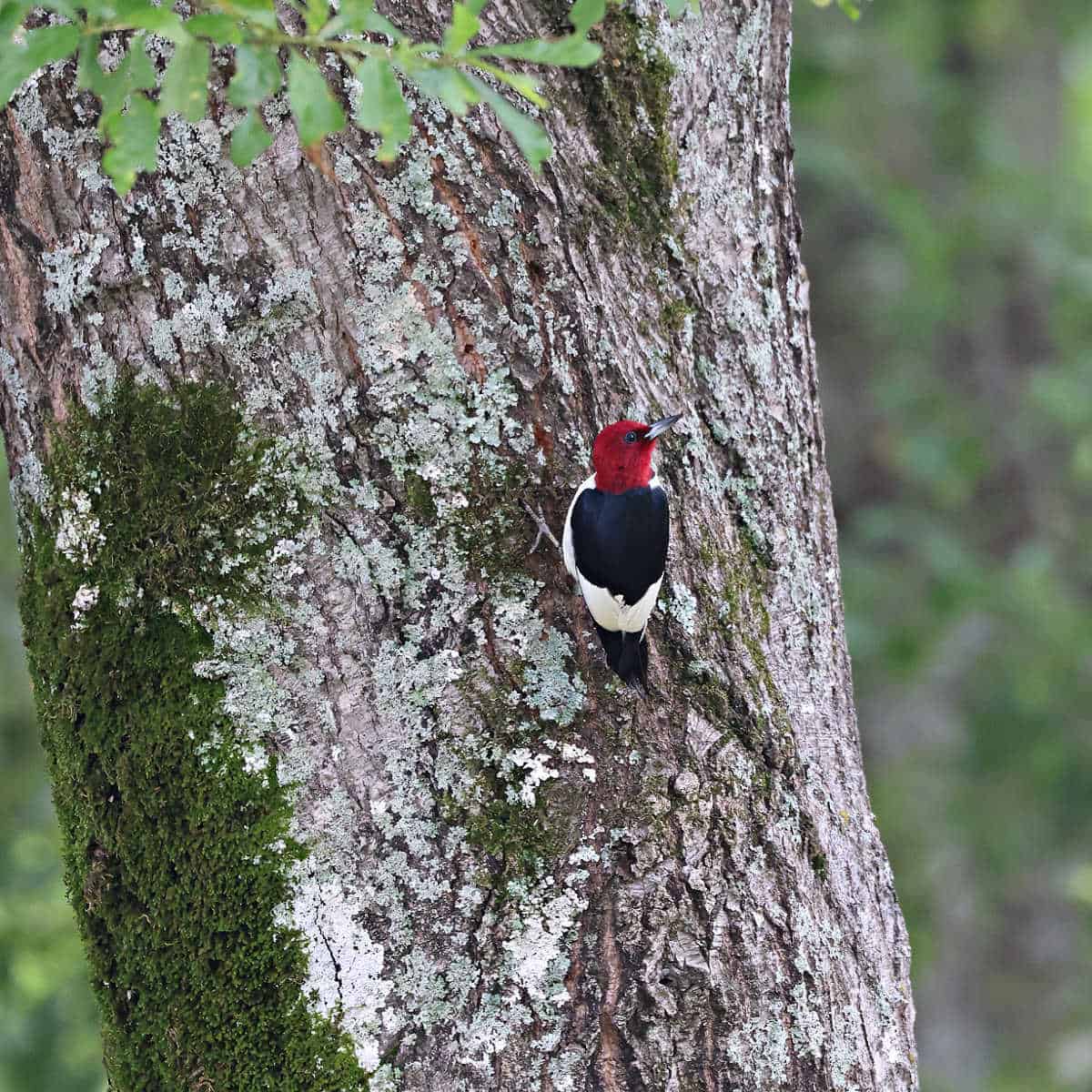 Red Headed Woodpecker along the Natchez Trace Parkway