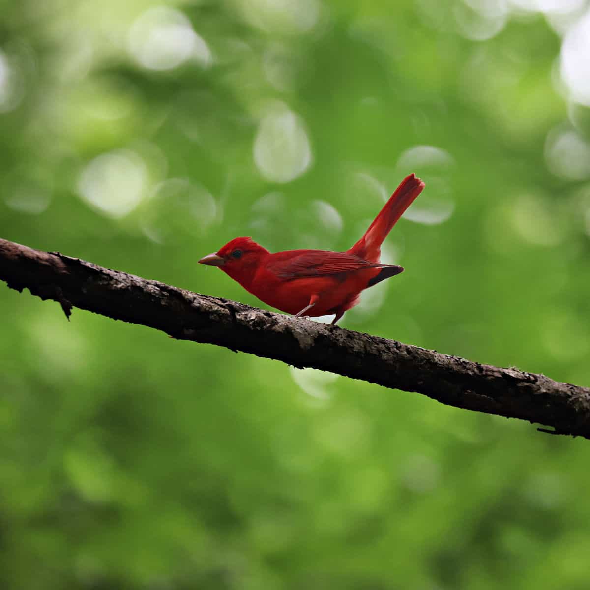 Summer Tanager in Rocky Springs Campground Natchez Trace Parkway Mississippi
