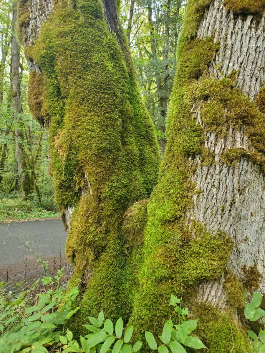 moss on trees in North Cascades National Park