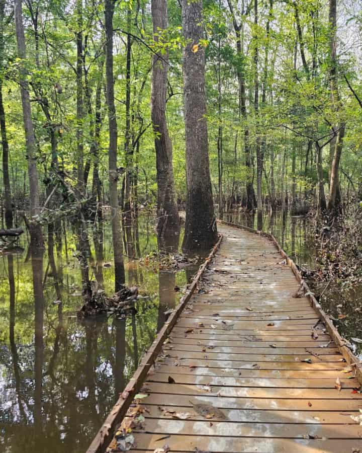 Boardwalk Trail through the swamp with tall trees on either side of the boardwalk