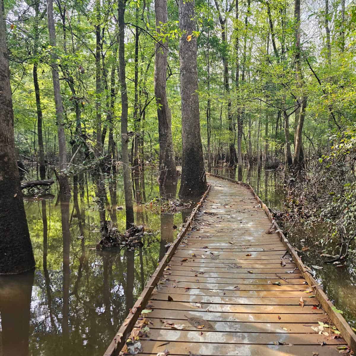 Boardwalk Trail through the swamp with tall trees on either side of the boardwalk